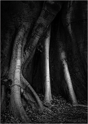 Tree Roots